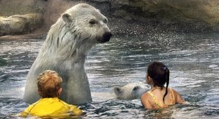 Дети оказались в воде вместе с белыми медведями