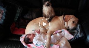 No one saw how the dog and cat ran to the child. Seeing this, my mother ran to get the camera.