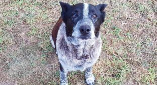 In Australia, a deaf and half-blind dog guarded a lost girl for 15 hours (6 photos)