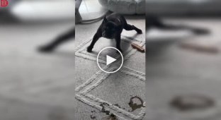 К чему приводит несвоевременная прогулка с собакой