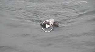 Белоголовый орлан плывет баттерфляем с добычей в когтях