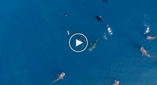Плавание среди китовых акул