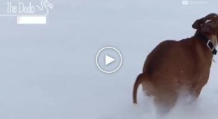 Животные впервые увидевшие снег