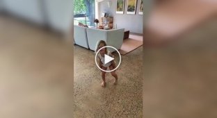 Ordinary day in Australia: a lesson on how to drive a snake out of the house