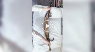 Very long cat