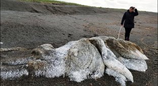 Останки неизвестного волосатого монстра выбросило на побережье Камчатки (5 фото + видео)