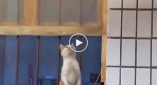 Жестокая пытка: кот не может добраться до колбасы