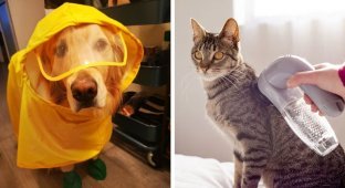 15 ingenious devices for taking care of pets (16 photos)