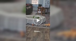 A dog entertains himself with a squeaky toy