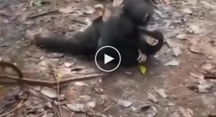 Как детеныши шимпанзе приветствуют новых друзей