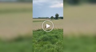 На востоке Франции заметили пьяных оленей