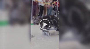 In China, a cat skateboarder entered the Guinness Book of Records