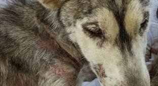 Несчастная собака погибала от голода… Но то, что было у нее под животом, заставляло ее жить!