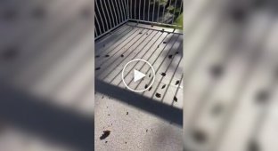 Проворная белка скидывает шишки с дерева