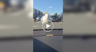 На что способны некоторые чайки ради картошки фри