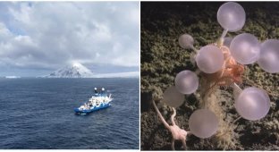 30 new species of living creatures discovered under the ice crust of Antarctica (6 photos + 1 video)