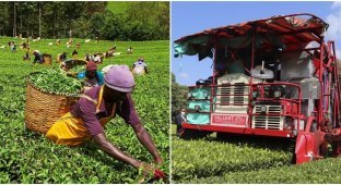 African tea pickers break robots that will soon replace them on plantations (3 photos)