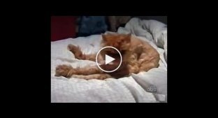 Архив. Подборка смешных котов и кошек