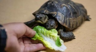 Дволикий Янус: як найстаріша черепаха з двома головами відзначила ювілей (5 фото)