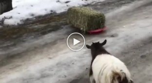 Непрості будні козачок у Канаді