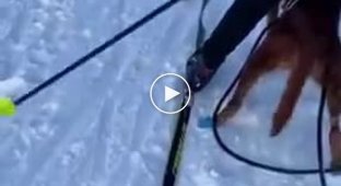 Норвежский лемминг агрессивно защищает свою территорию от чужаков на горнолыжном склоне