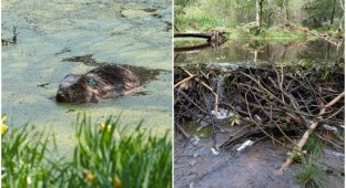 Beavers saved the city from floods (5 photos)