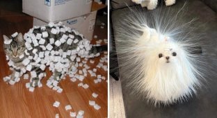 16 pets who have experienced the magic of static electricity (17 photos)