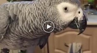 How can you not go crazy with such a parrot?