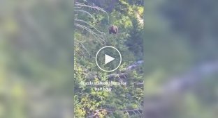 Bear chased tourists in the mountains for half an hour