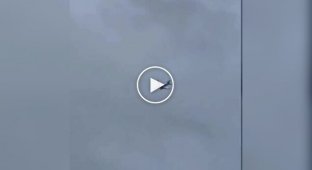A plane in the USA made an emergency landing due to a rabbit getting into the engine