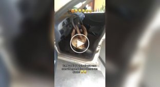 Несподівана поїздка: лінивець заліз у машину і повис на рулі