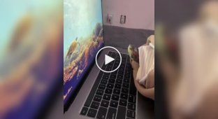 Черепаха испугалась акулы на экране ноутбука 