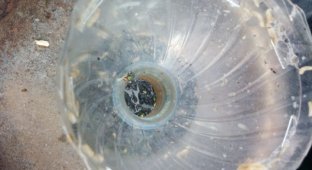 Сверхэффективная мухоловка после суток функционирования (4 фото)