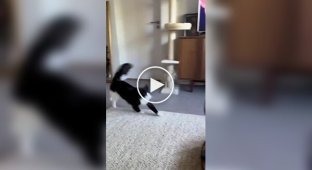 A bustler in his natural habitat