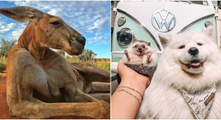 30 photogenic animals that turned out great in pictures (31 photos)