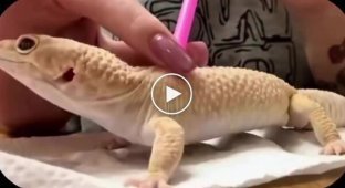 Девушка показала, как помогает питомцу справляться с линькой