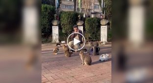 В Стамбуле прошел концерт для кошек