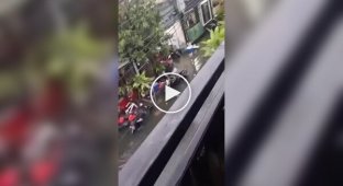 Pythons Take Over the Streets of Bali with the Arrival of the Rainy Season