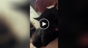 Кіт у захваті від сверблячок