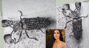 Австралийского жука назвали в честь Ким Кардашьян (5 фото + 1 видео)