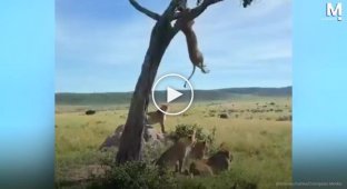 Unsuccessful Descent: A Lioness Falls from a Tree onto Her Sleeping Breeders