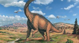 Самый большой в Европе скелет динозавра обнаружен в Португалии (3 фото)