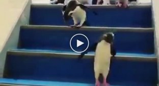 Пингвины спешат на помощь