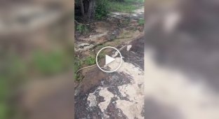 An unusual snake battle