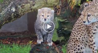 How Cheetahs Meow
