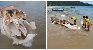 An unidentified monster washed up on a beach in Malaysia (8 photos + 2 videos)