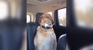 Добірка сонних собак