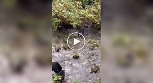 The little bear confused his mother with another bear