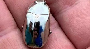 Подборка удивительных и странных животных (16 фото)