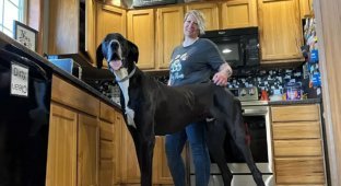 A real giant, but afraid of everything: what the tallest dog in the world looks like (3 photos)